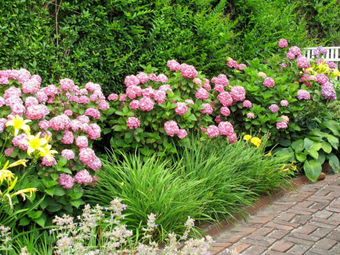 Hortensia dans les frontières