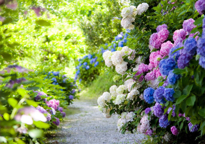 Hortensia i grænser