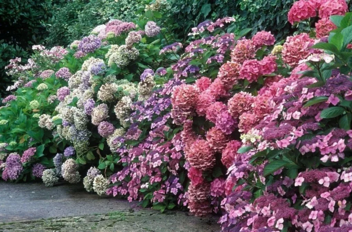 Hortensia dans les frontières