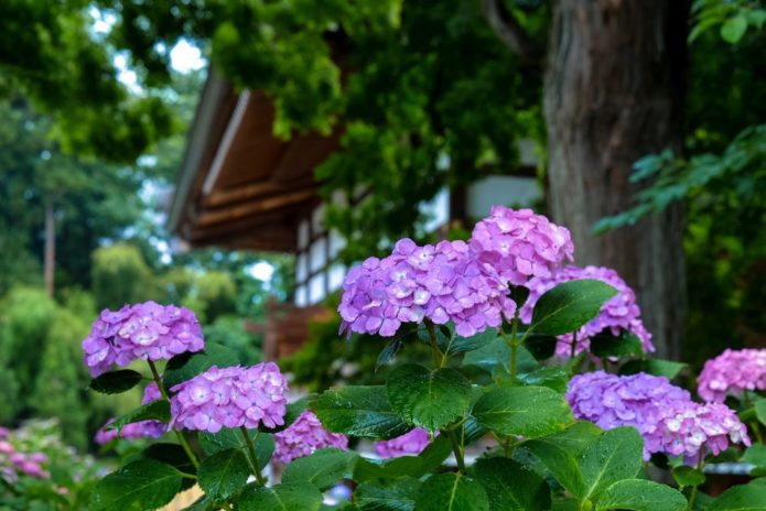 Hortensie