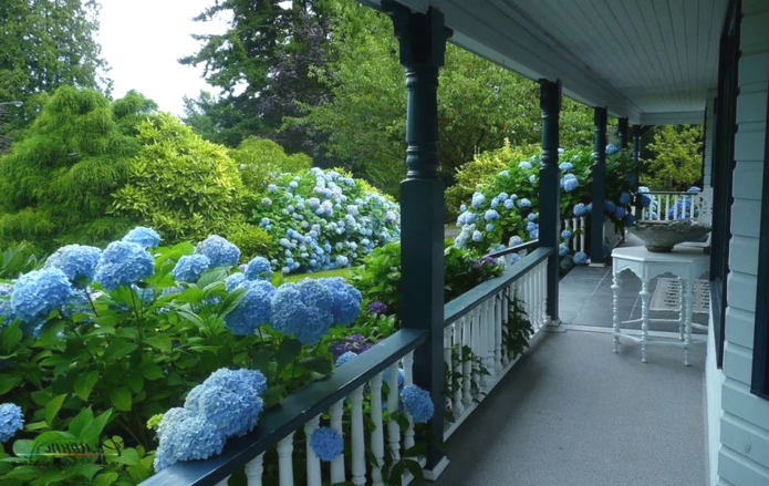 Hortensia in containers