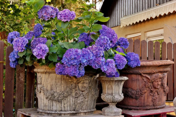 Hortênsia em recipientes