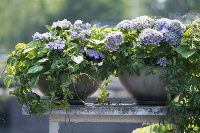 Hortensia in containers