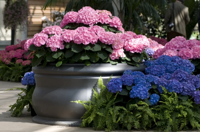 Hortensia in containers