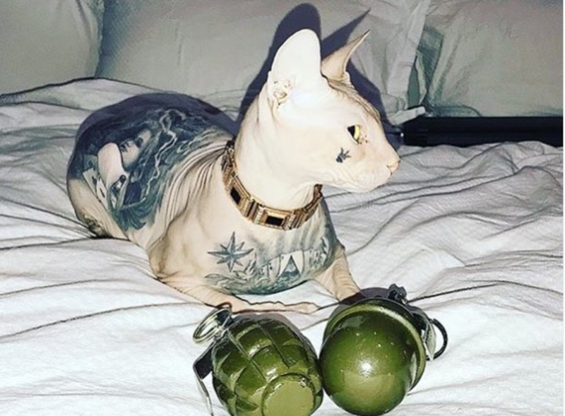 No peito - uma tatuagem: um blogueiro famoso perdeu um gato