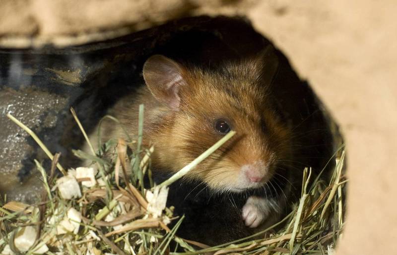 hamster på vägen