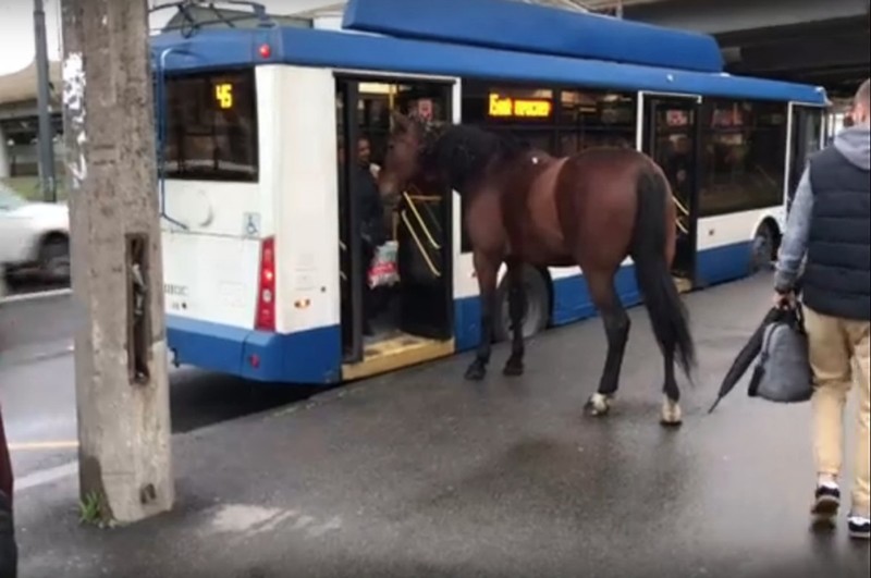 trólebus cavalo petersburgo