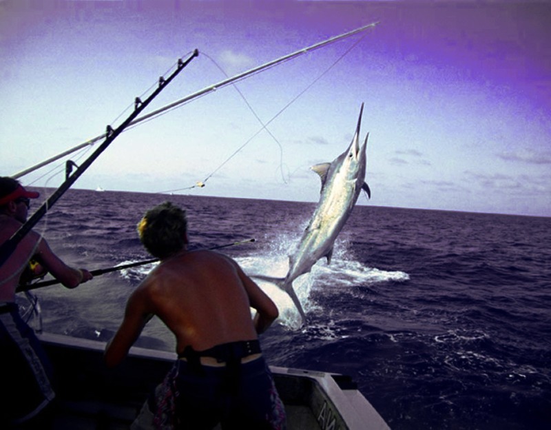 Peixe do czar: pescadores irlandeses pescam atum gigante no Atlântico