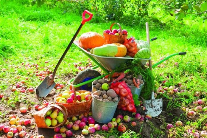 Harvest in buckets, baskets and garden wheelbarrow