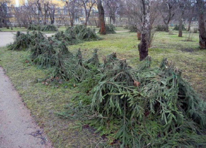 Róże pokryte na zimę gałązkami świerkowymi