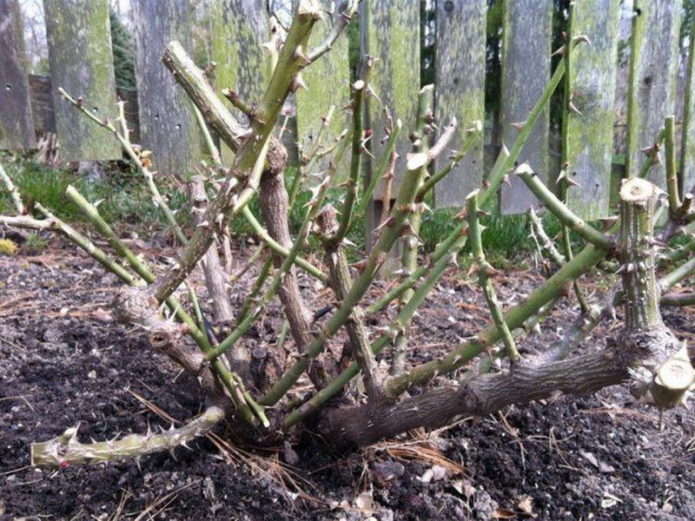 Rozen gesneden voor de winter