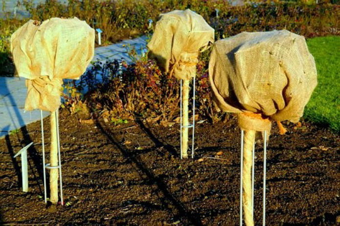 Roses covered for the winter