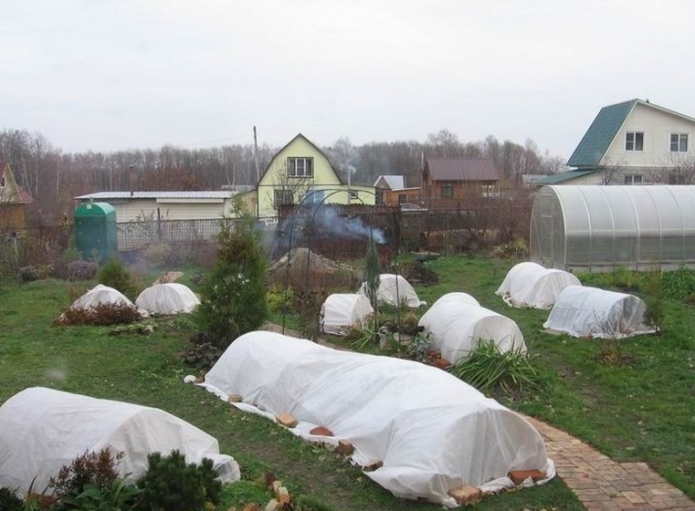 Roses covered for the winter