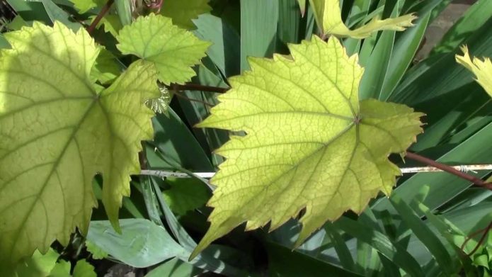 Vergilbung der Weinblätter durch mangelnde Fütterung