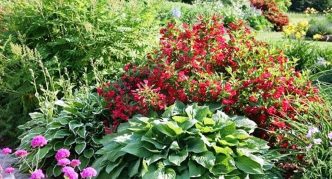 Weigela en fleurs chez l'hôte