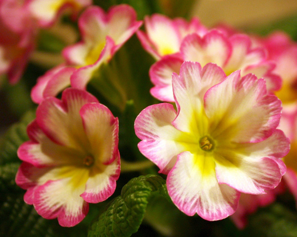 Primrose και φροντίδα στο σπίτι