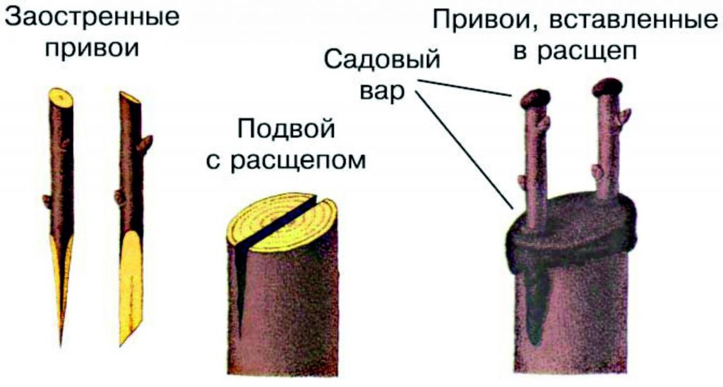 Scion y portainjertos