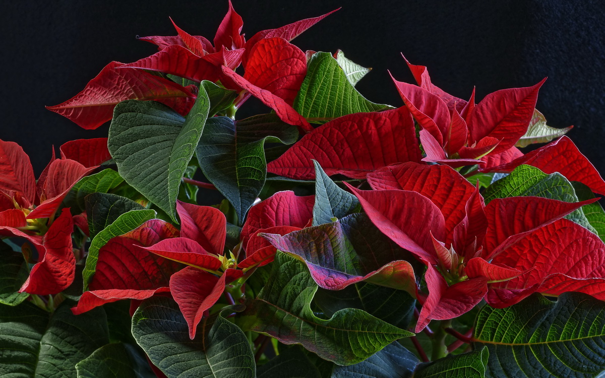 Soins du poinsettia à domicile: variétés, photos