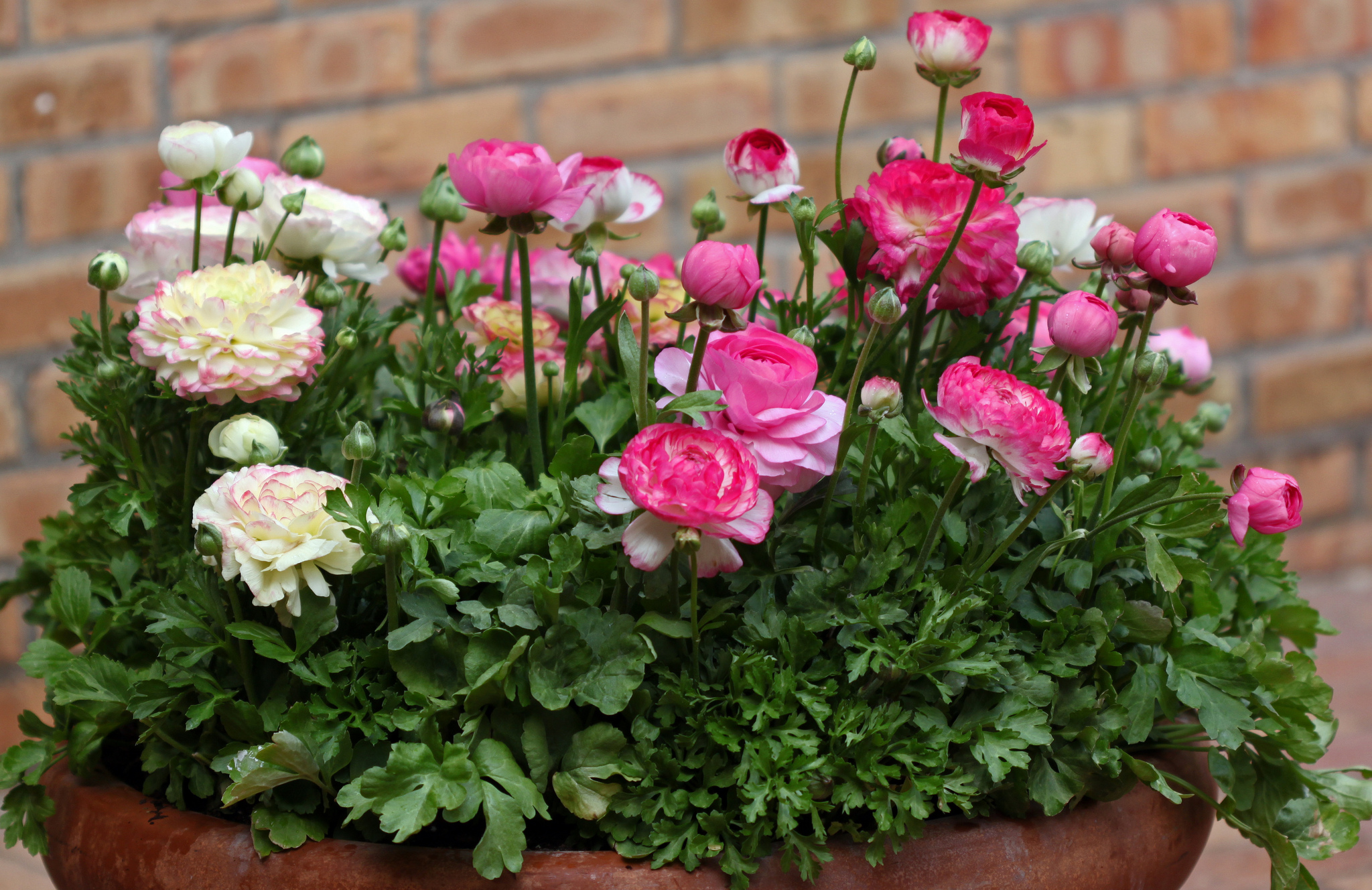 Buttercup: variétés populaires, photo de fleurs