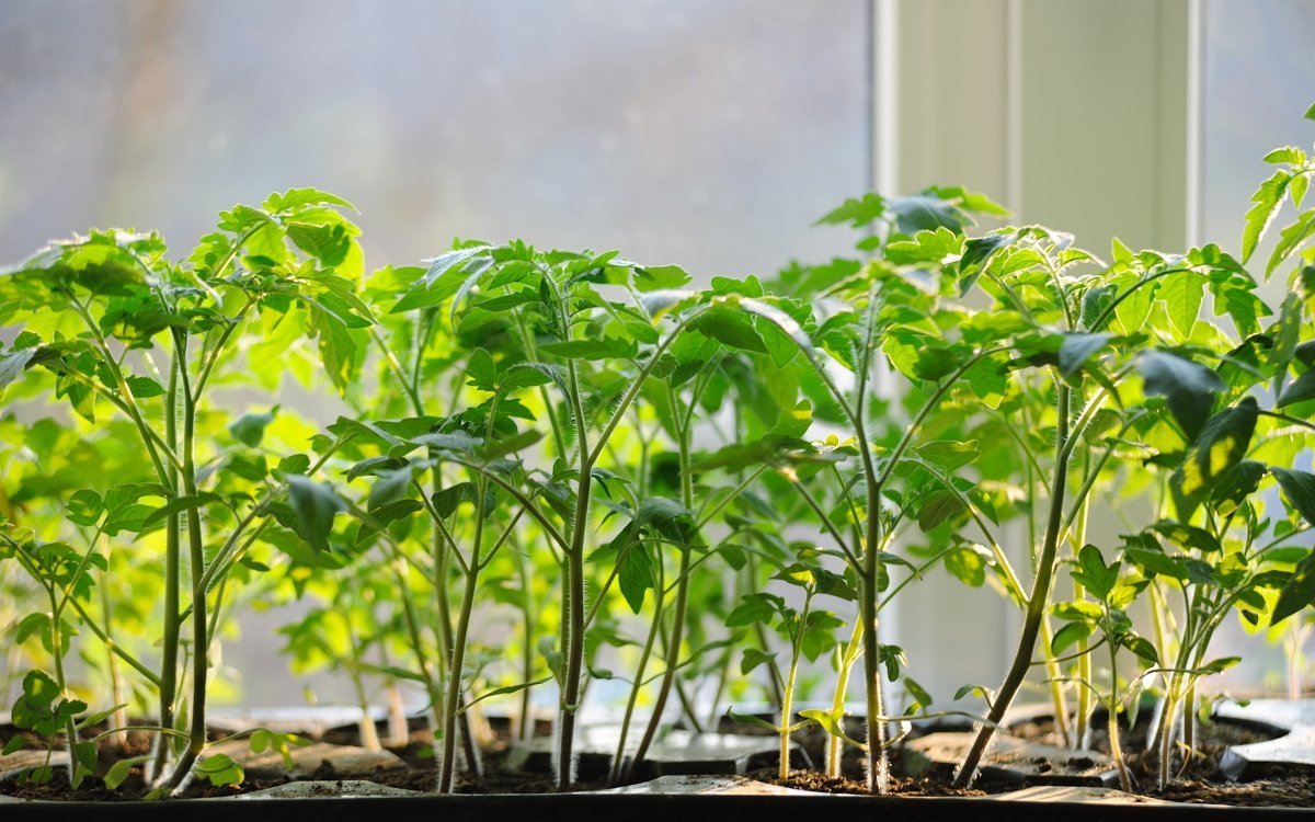 Todos los fertilizantes para plántulas de tomate: tipos de fertilizantes, cuándo y qué es mejor alimentar.