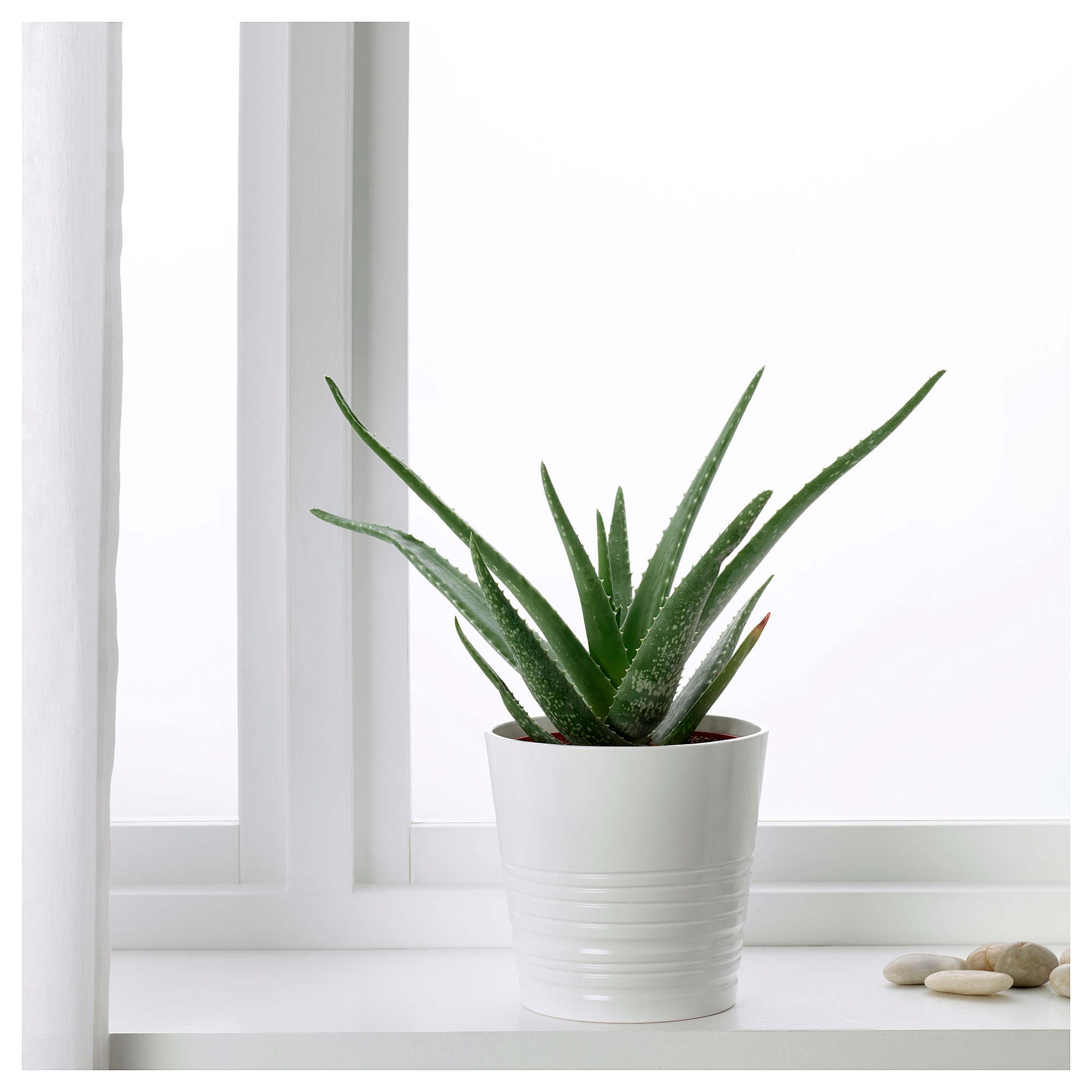 Aloe vera: pěstování rostlin doma