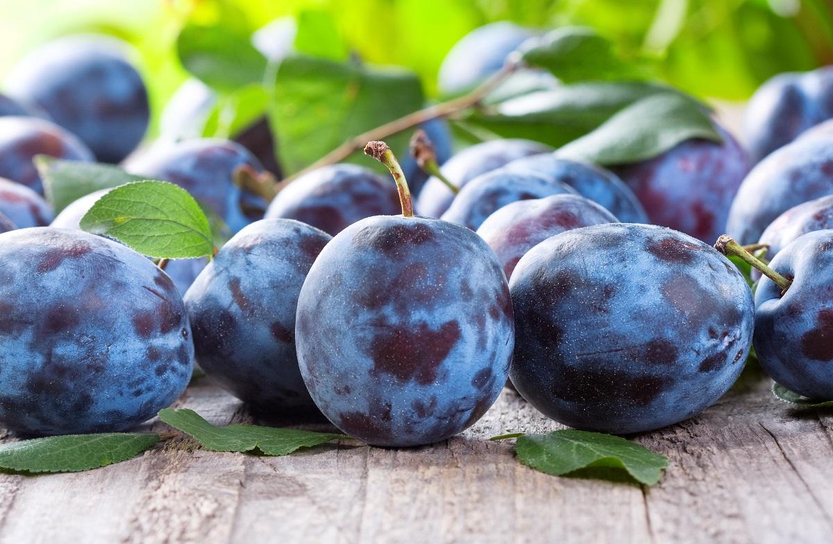 Plum Anna Shpet: nuansa penting mengenai penanaman pokok