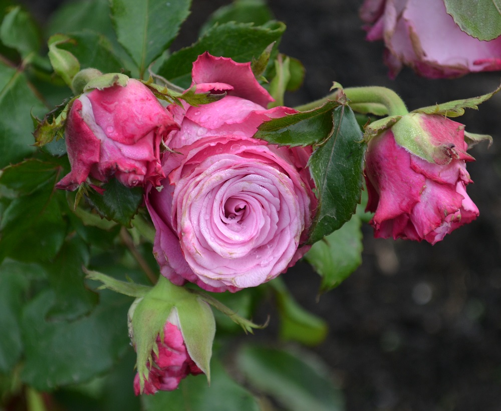 Rosas de chá híbridas: melhores variedades, fotos, descrição