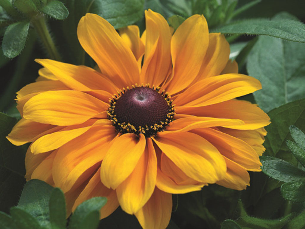 Planten en verzorgen van eenjarige en meerjarige Rudbeckia