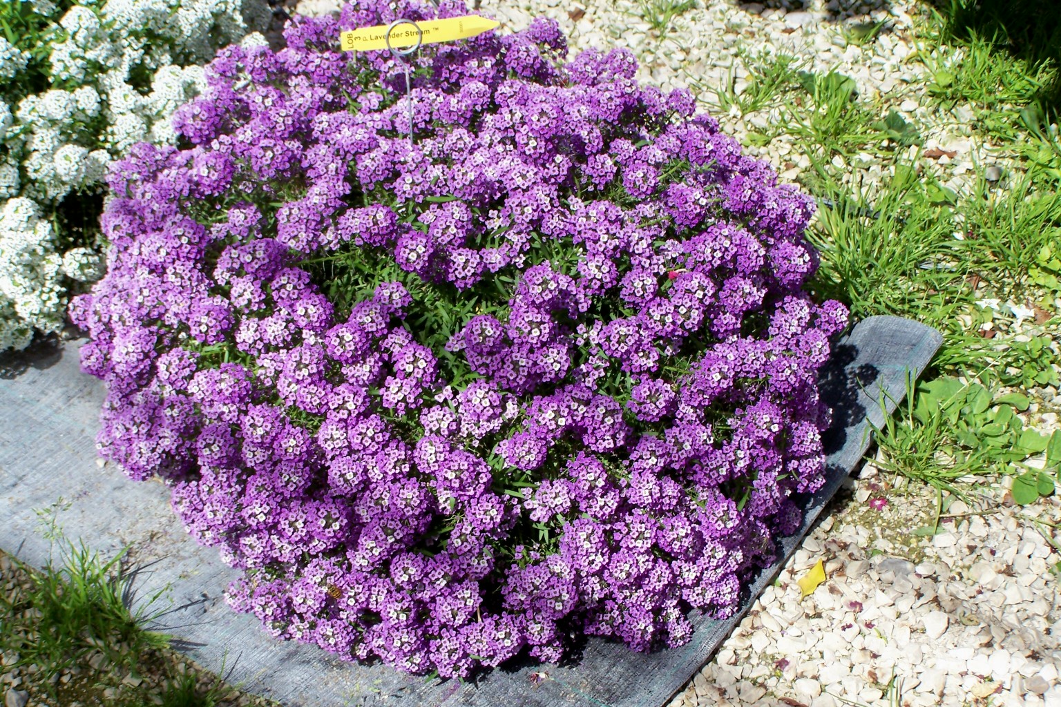 Plantación de lobularia marine: cultivo a partir de semillas en casa