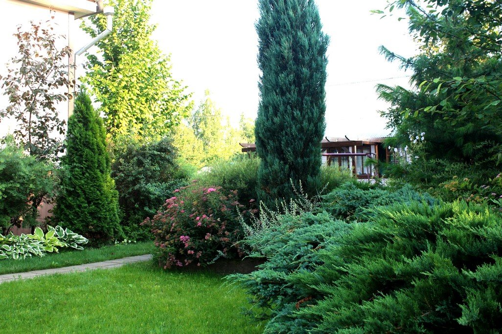 Charmanter Wacholder für den Garten: Arten und Sorten, Namen und Fotos