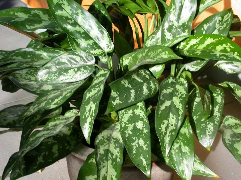 Aglaonema: видове и снимки, характеристики на домашните грижи