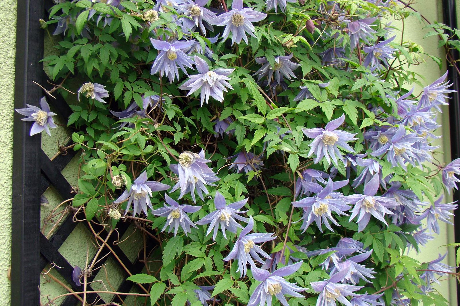 Vinhas perenes: nomes de trepadeiras para o jardim, foto