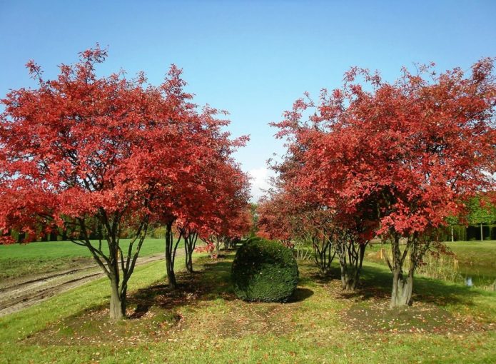 Jardim de árvores Irgi