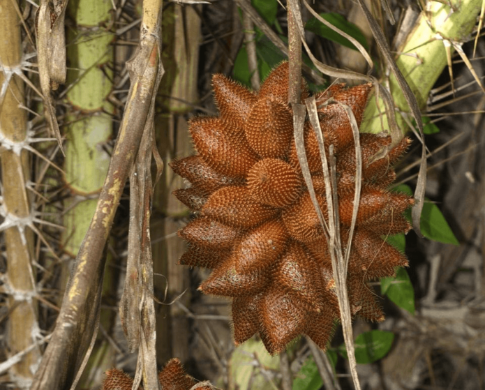 Arengades bàltiques a l'arbre