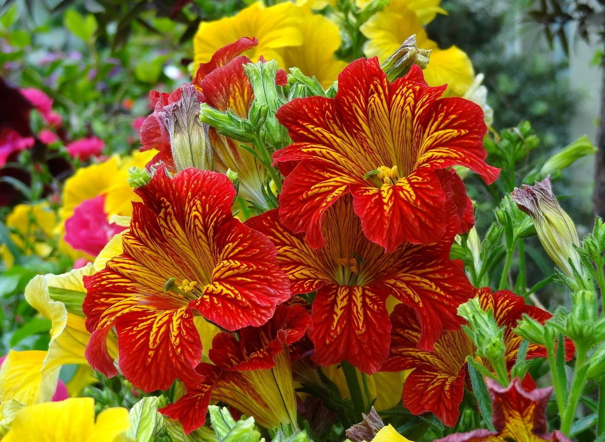 Plantando e cuidando de salpiglossis: variedades, fotos de flores