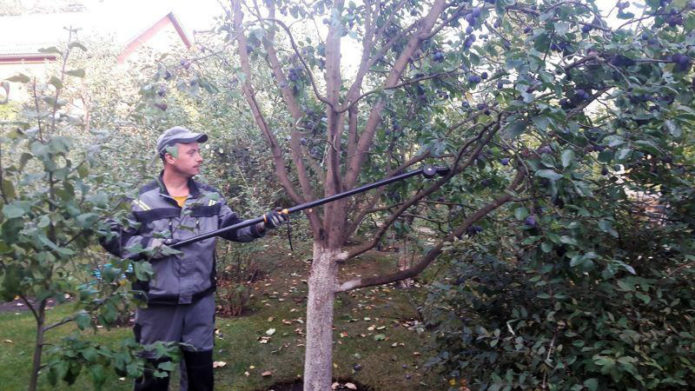 גיזום תברואתי של שזיפים בסתיו