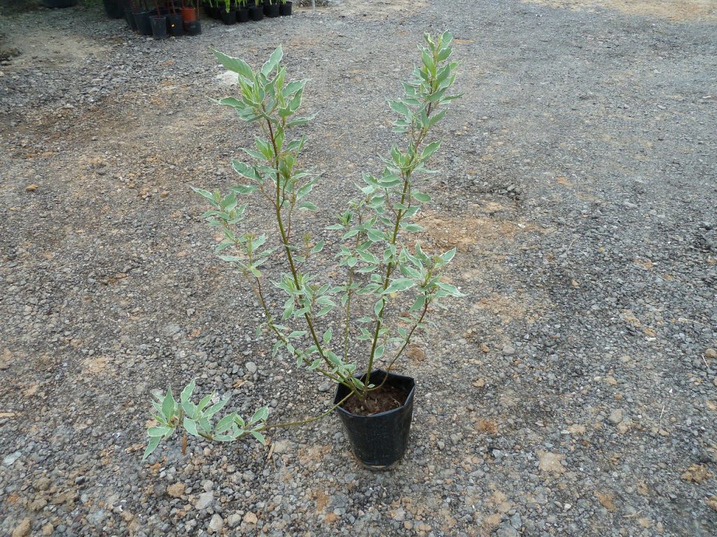 Sapling của cỏ loang lổ