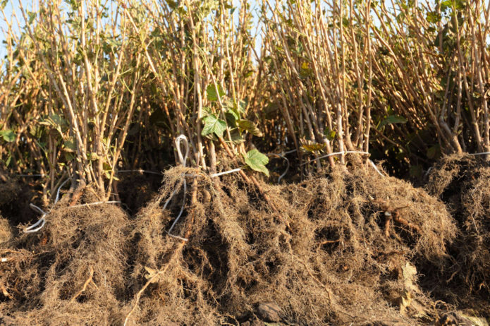 planter de grosella