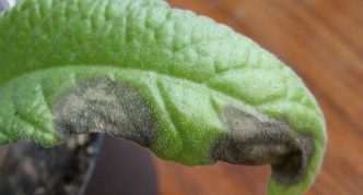 Grå rådne på streptocarpus blade