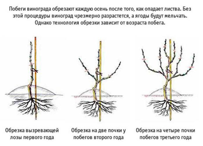 Esquema de poda de uva