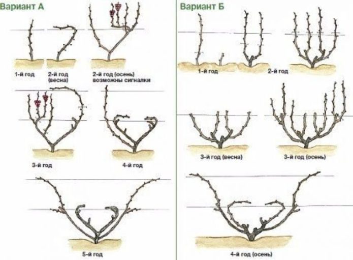 Esquema para podar uvas de diferentes edades.