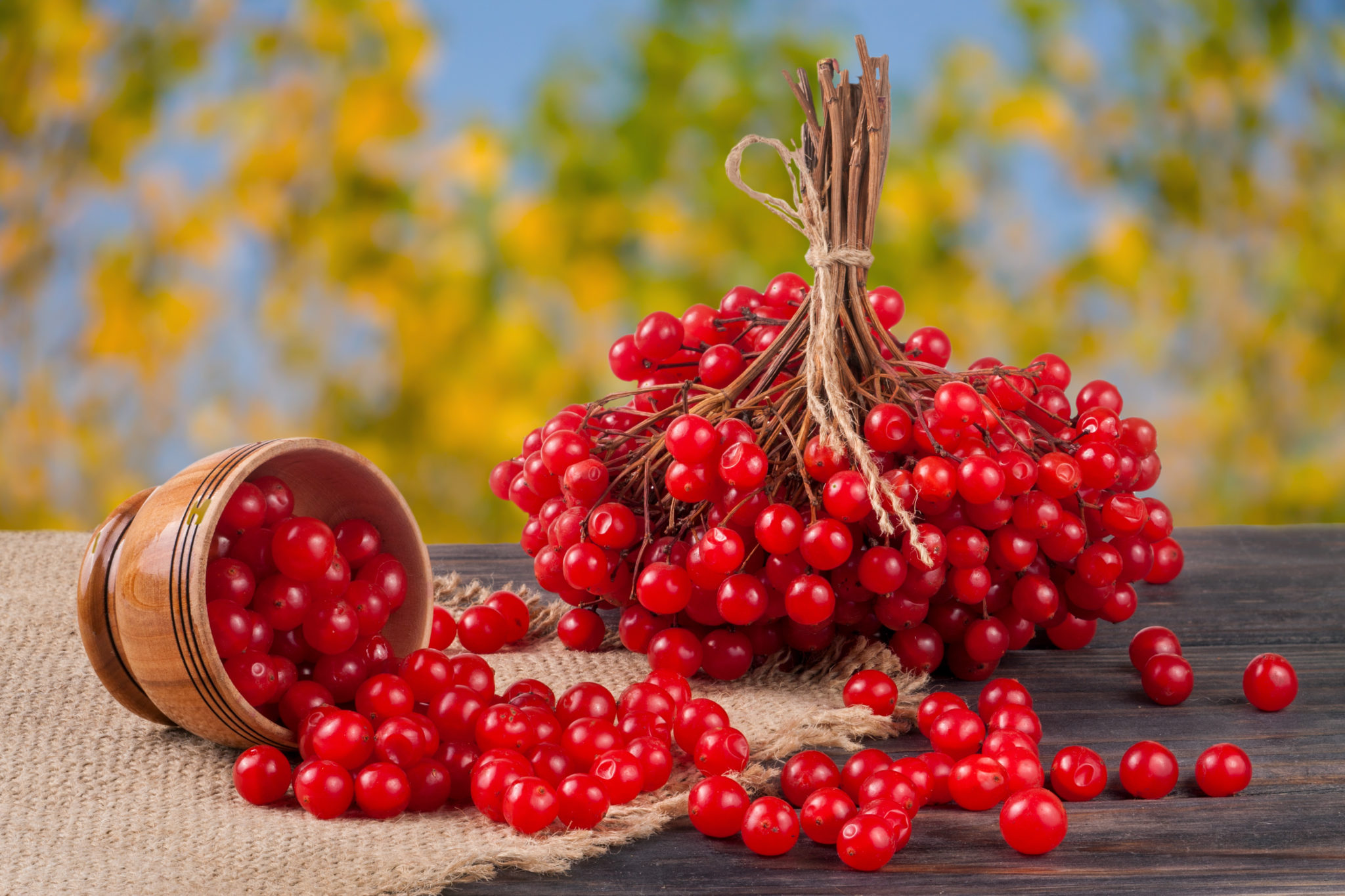 Viburnum auginame teisingai: nuo veislės pasirinkimo iki sodinimo ir palikimo