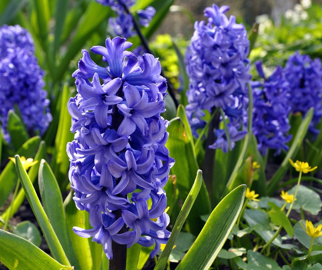 Comment prendre soin de la jacinthe et que faire après la floraison