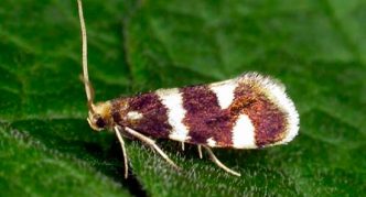 Papillon du groseille sur une feuille