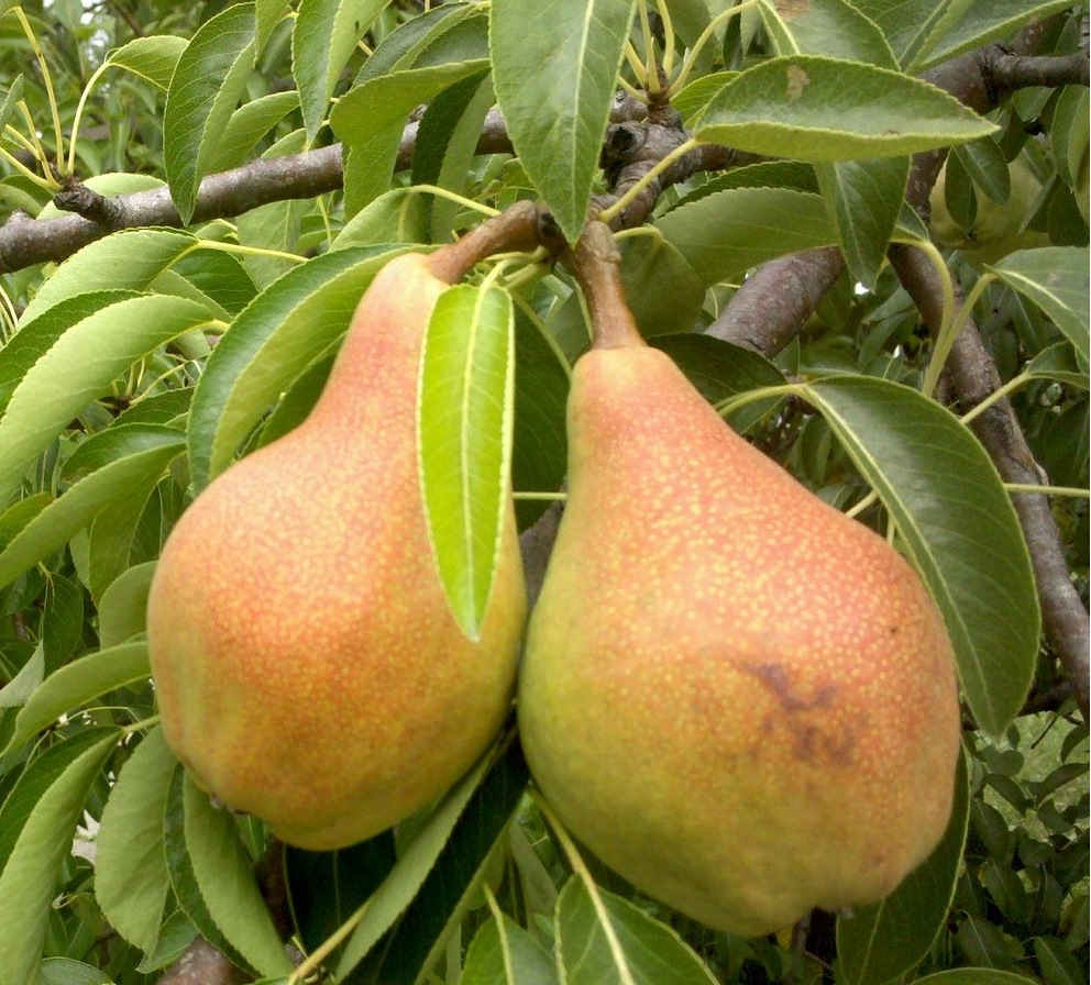 De Forest Beauty is goed voor iedereen: zowel in fruit als in pretentieloosheid en in winterhardheid.