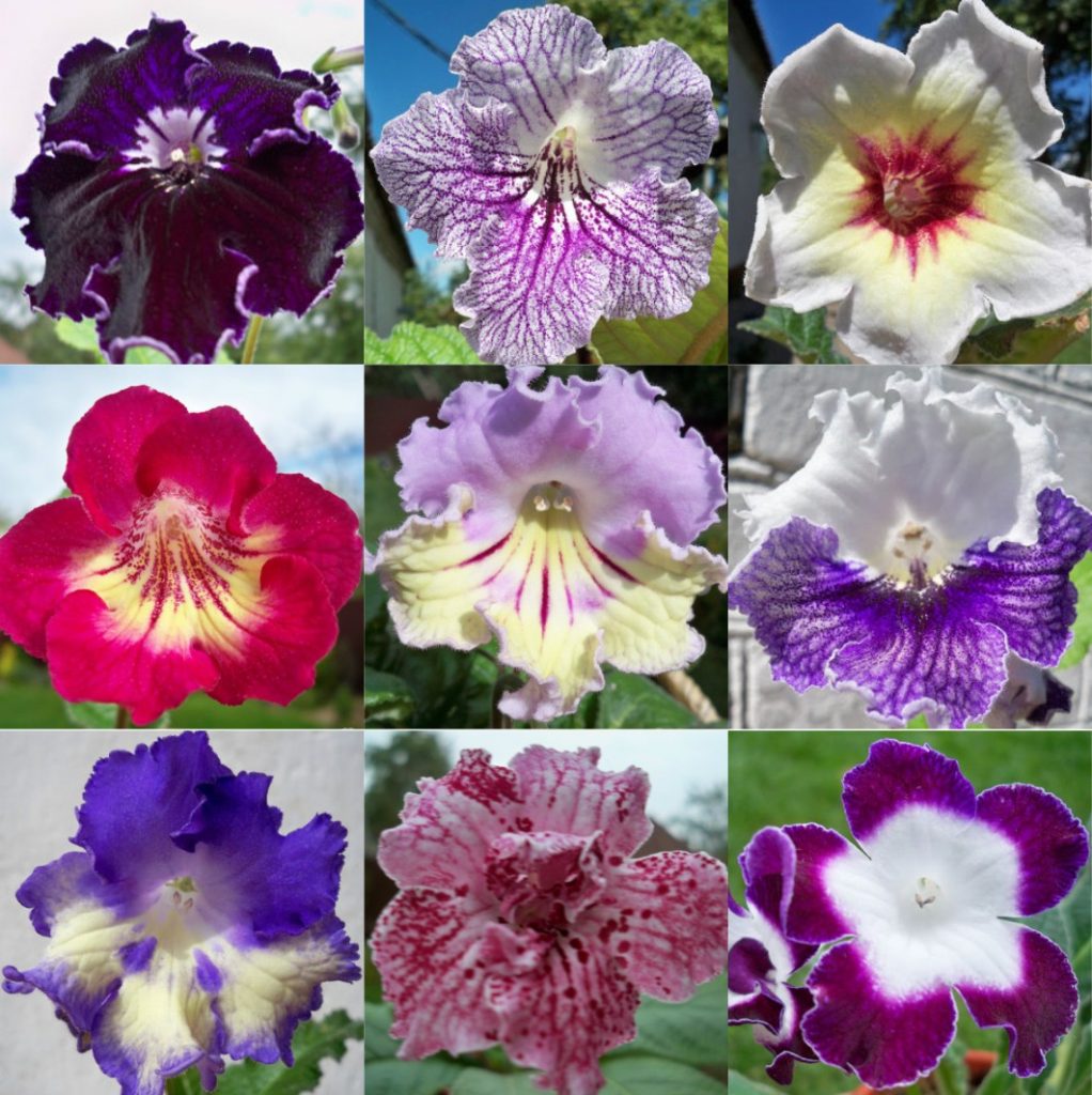 Variedades e cores de flores de streptocarpus