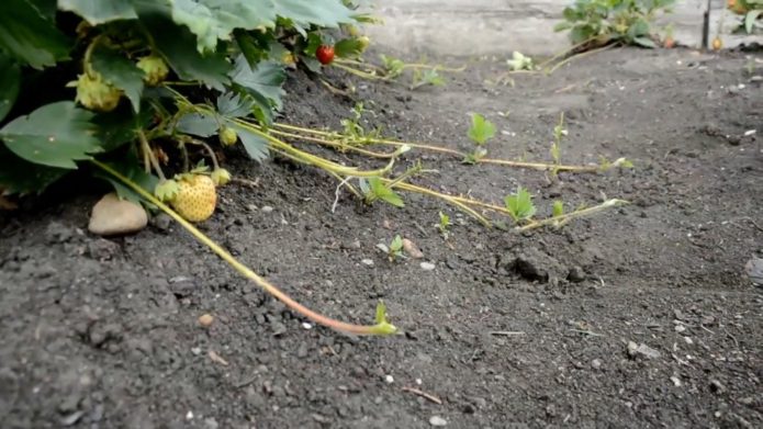 Fraise avec une moustache