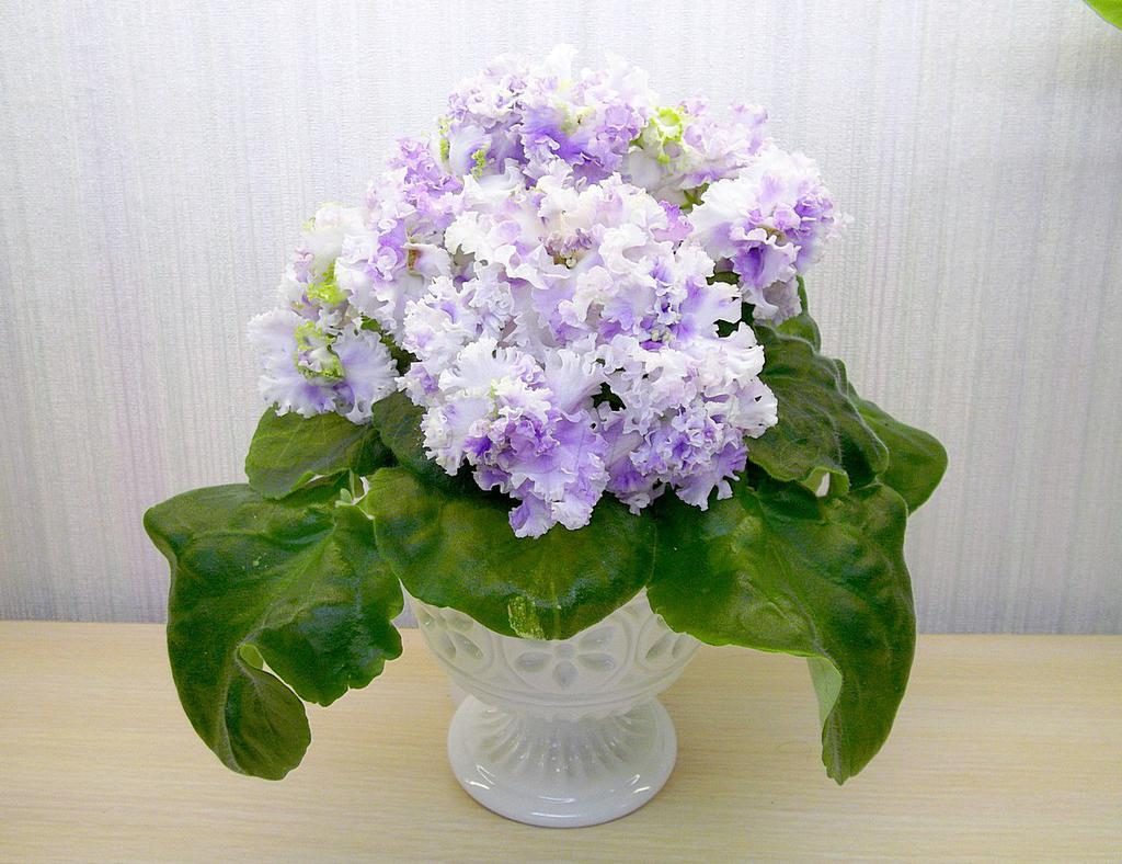 Streptocarpus v květináčích