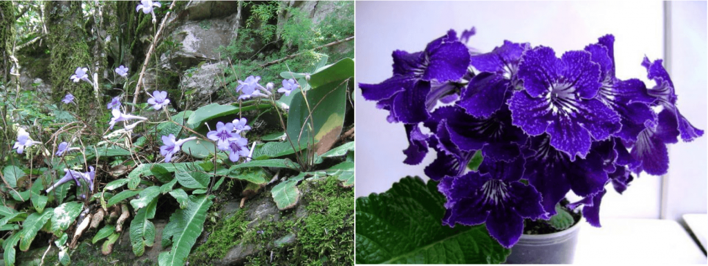 Streptocarpus Wendlen a jeho divoký príbuzný