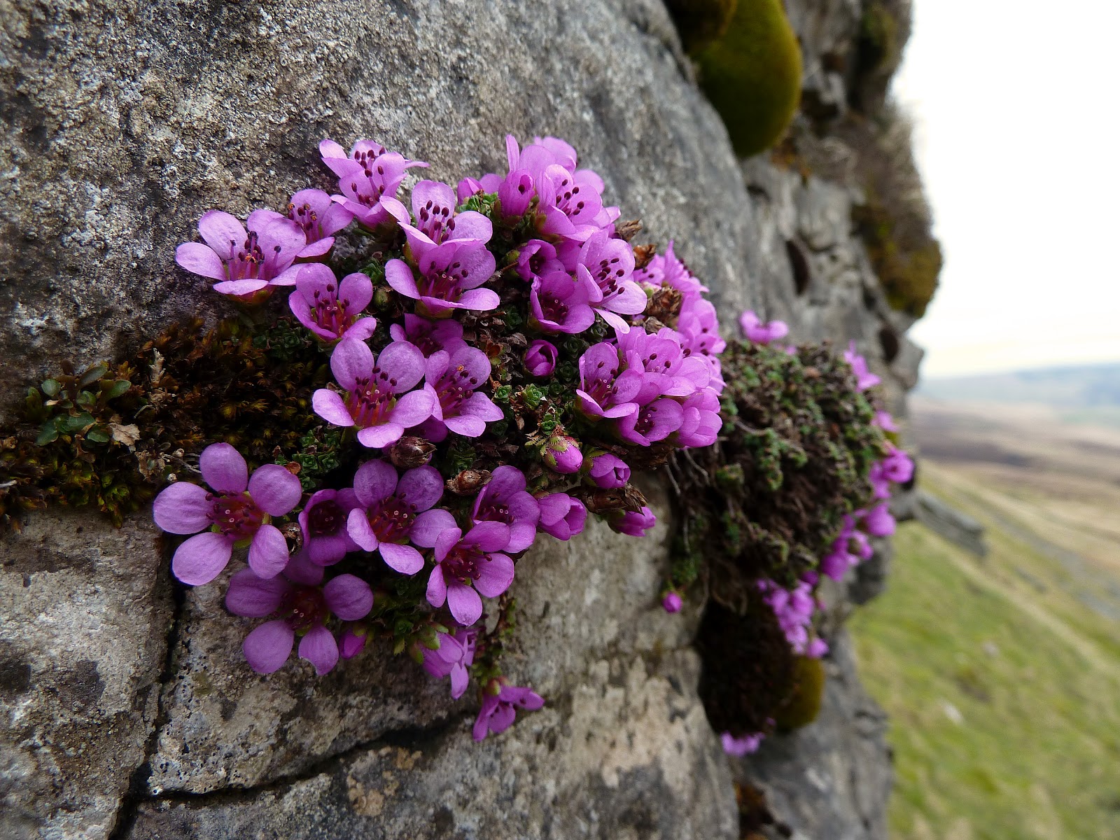 Funktioner av saxifrage: plantering i det öppna fältet, vård